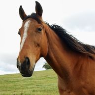 Hoofbeat Stables_Horses