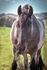 Hoofbeat Stables_Horses