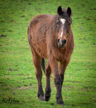 Hoofbeat Stables_Horses