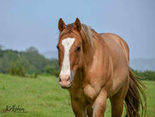 Hoofbeat Stables_Horses