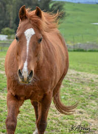 Hoofbeat Stables_Horses